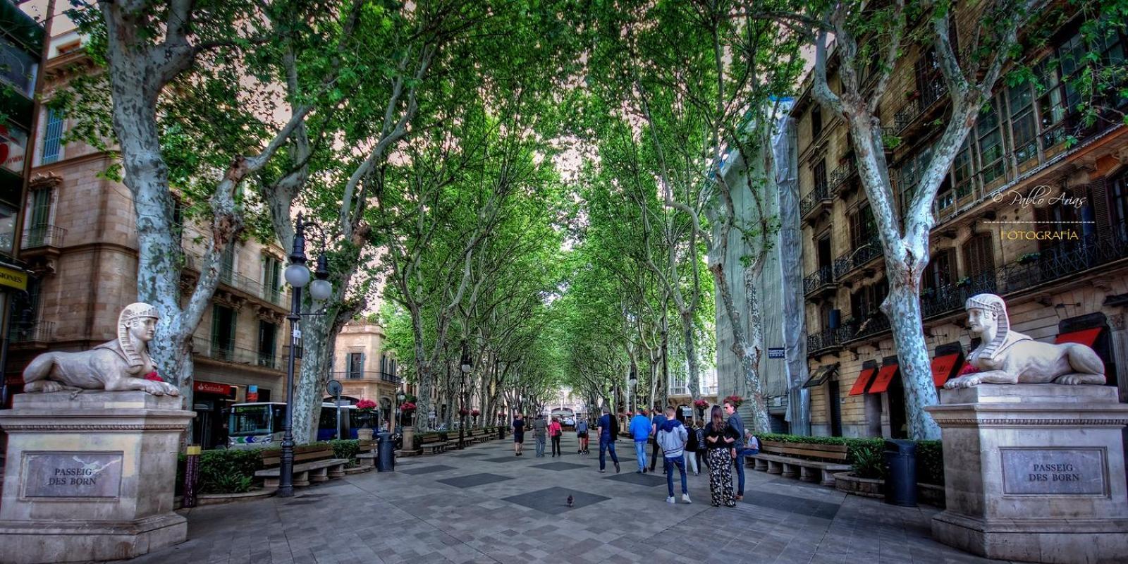 Baron- Center - Luxury Palma